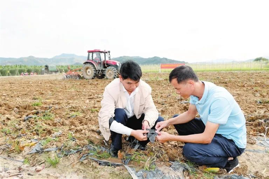 海南三亞建設(shè)地膜秸稈吊繩一體化還田示范基地